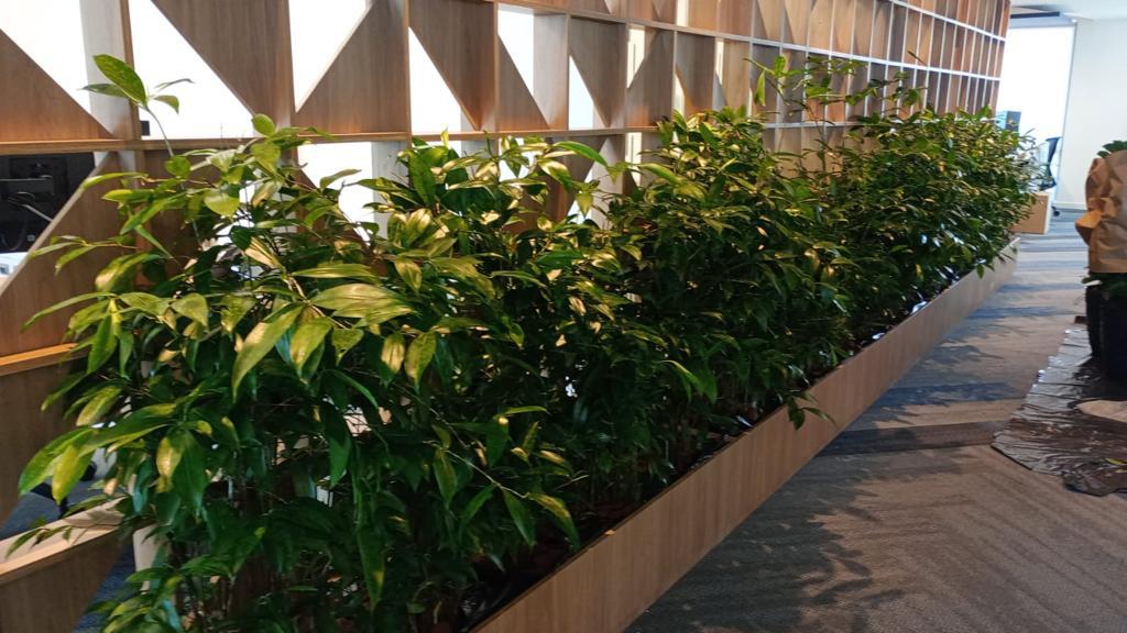 Ambiente 8 - Tropiflora