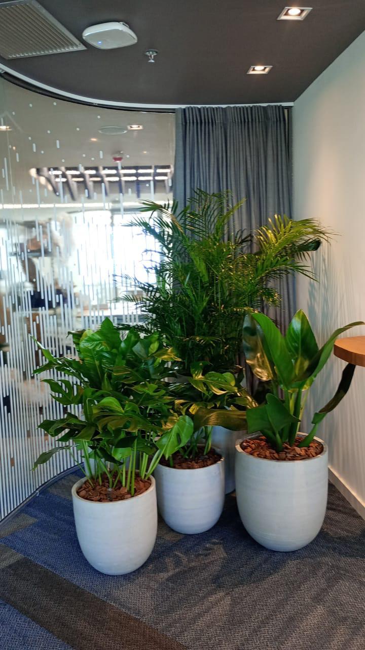 Ambiente 22 - Tropiflora