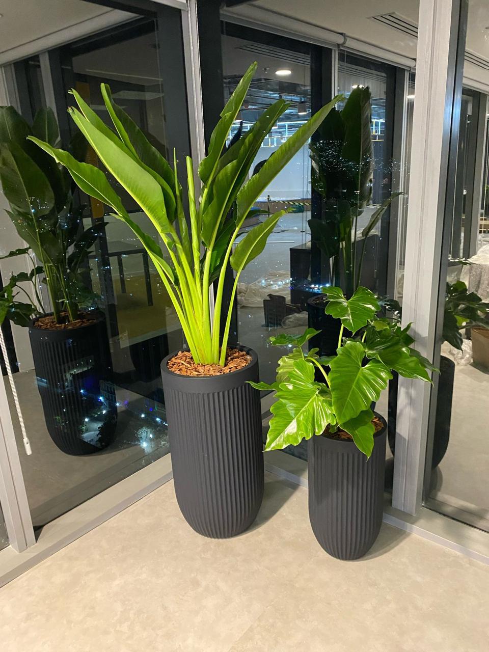 Ambiente 24 - Tropiflora