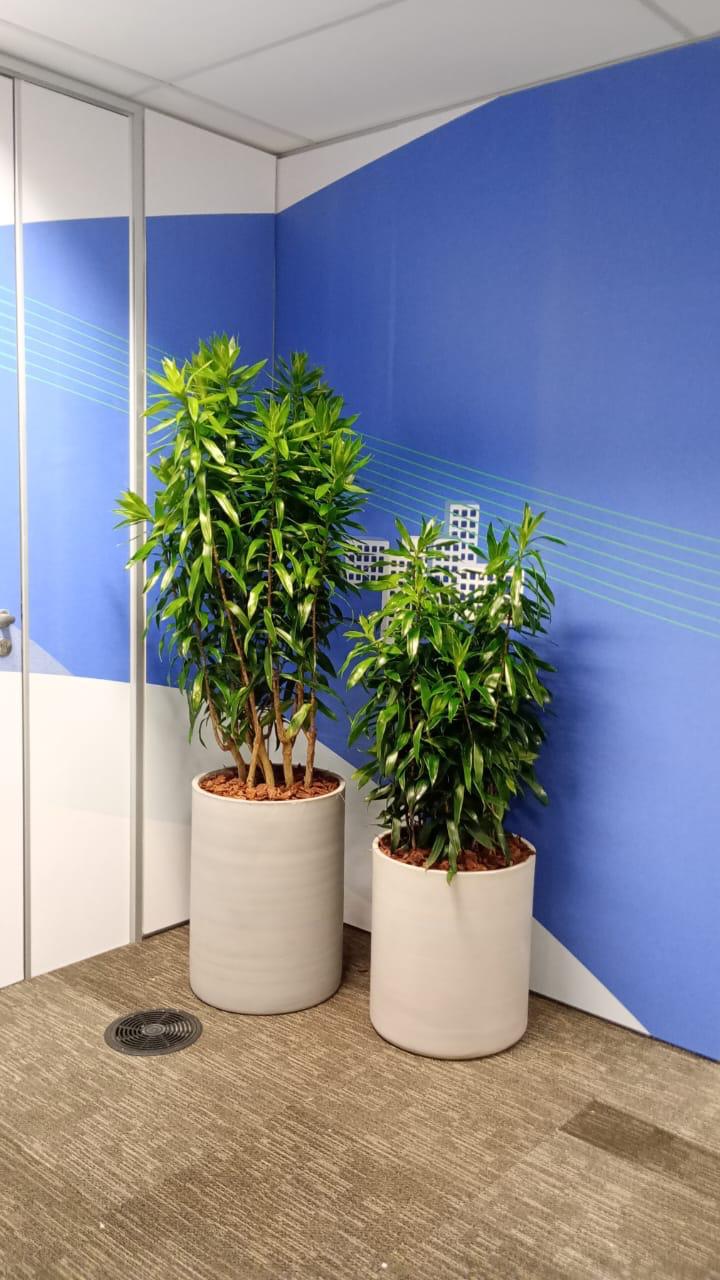 Ambiente 44 - Tropiflora