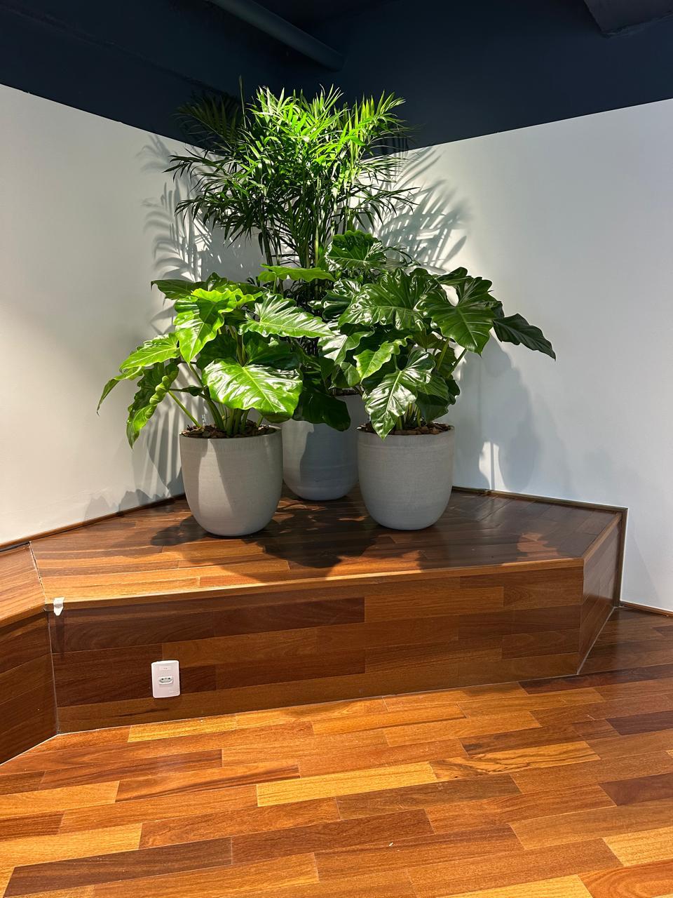 Ambiente 51 - Tropiflora