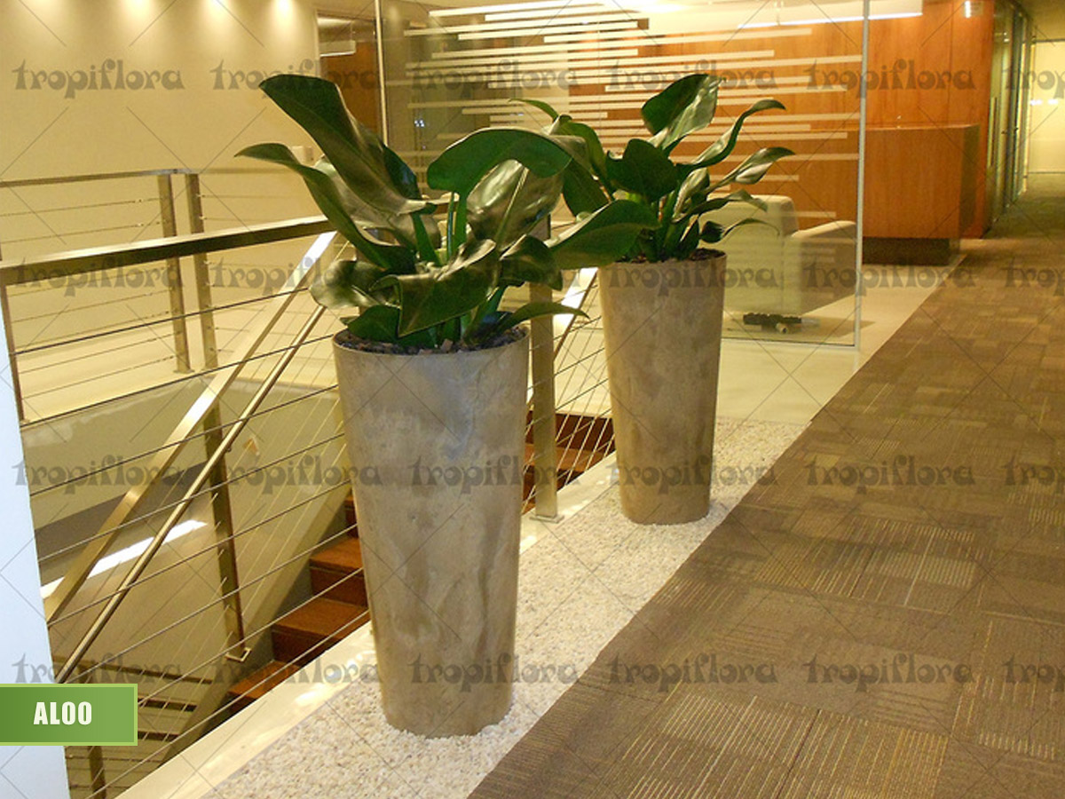 Aluguel de Plantas 1