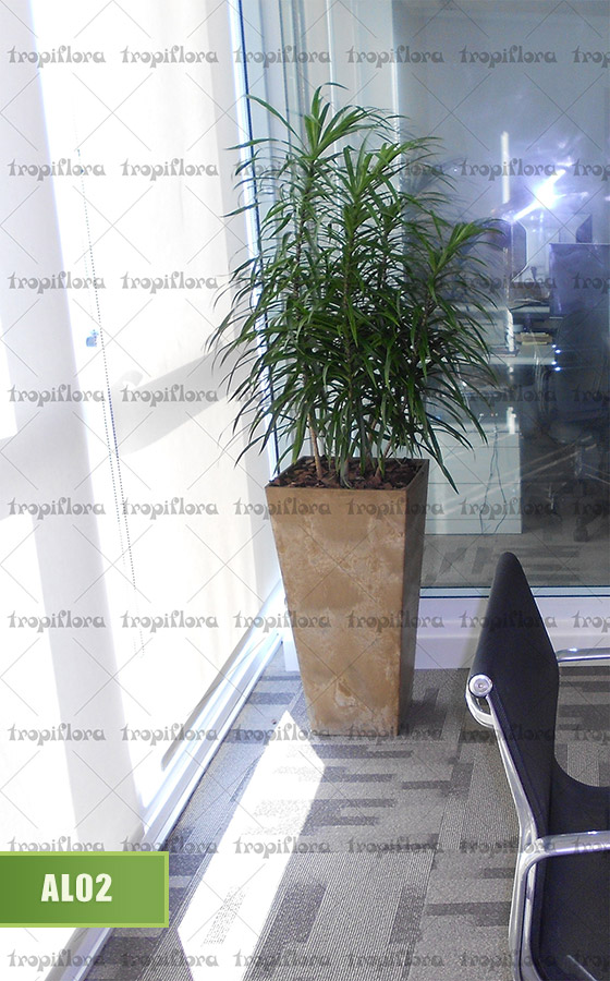 Aluguel de Plantas 3