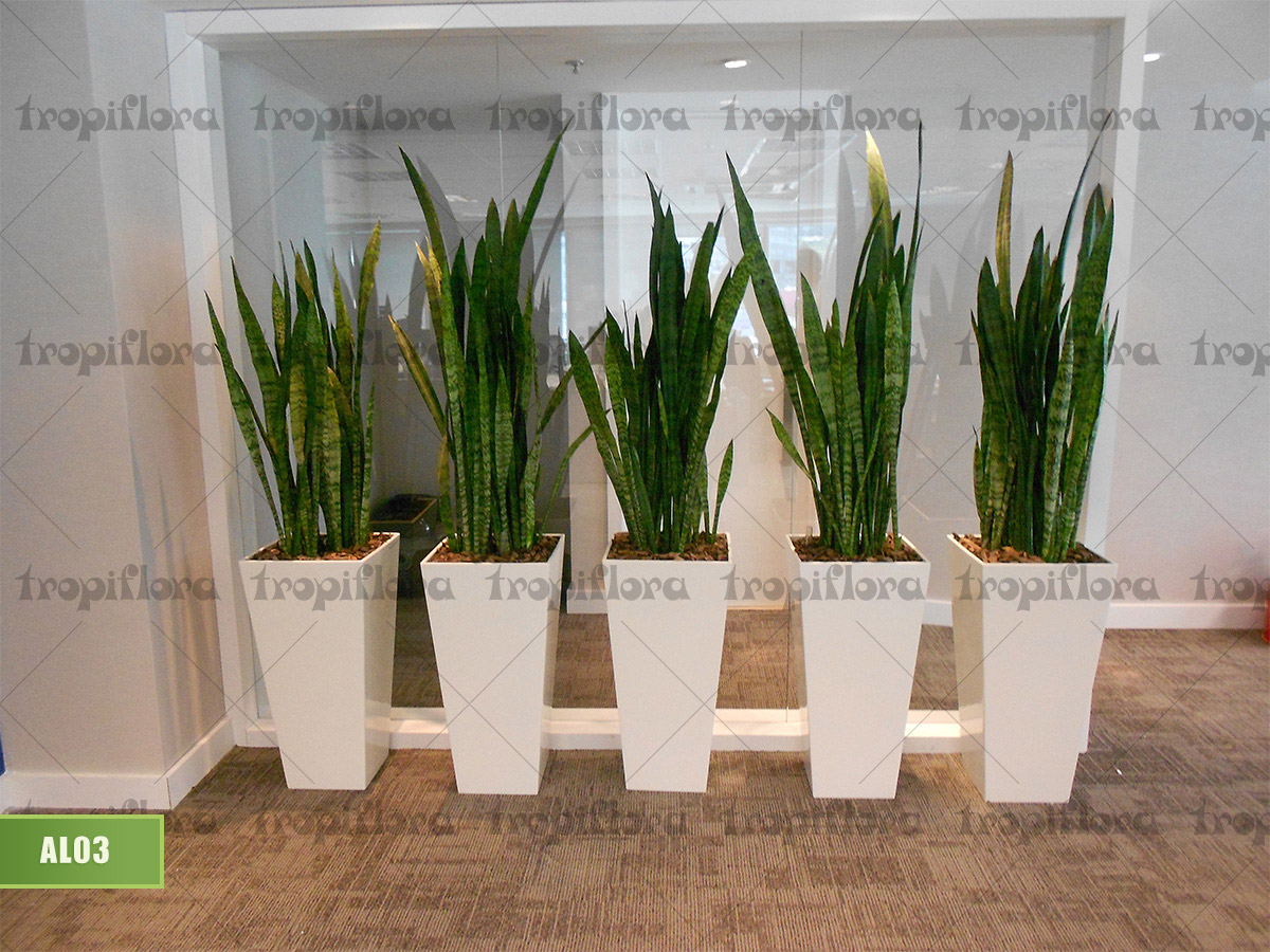 Aluguel de Plantas 4