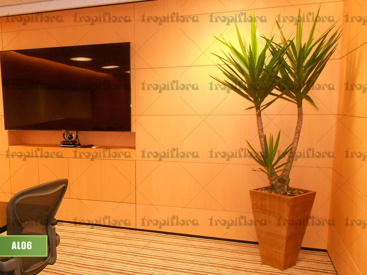 Aluguel de Plantas 7