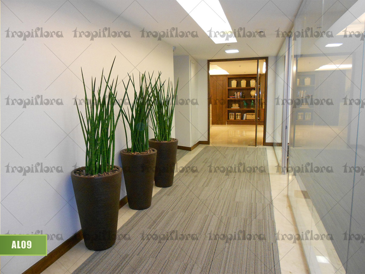 Aluguel de Plantas 10