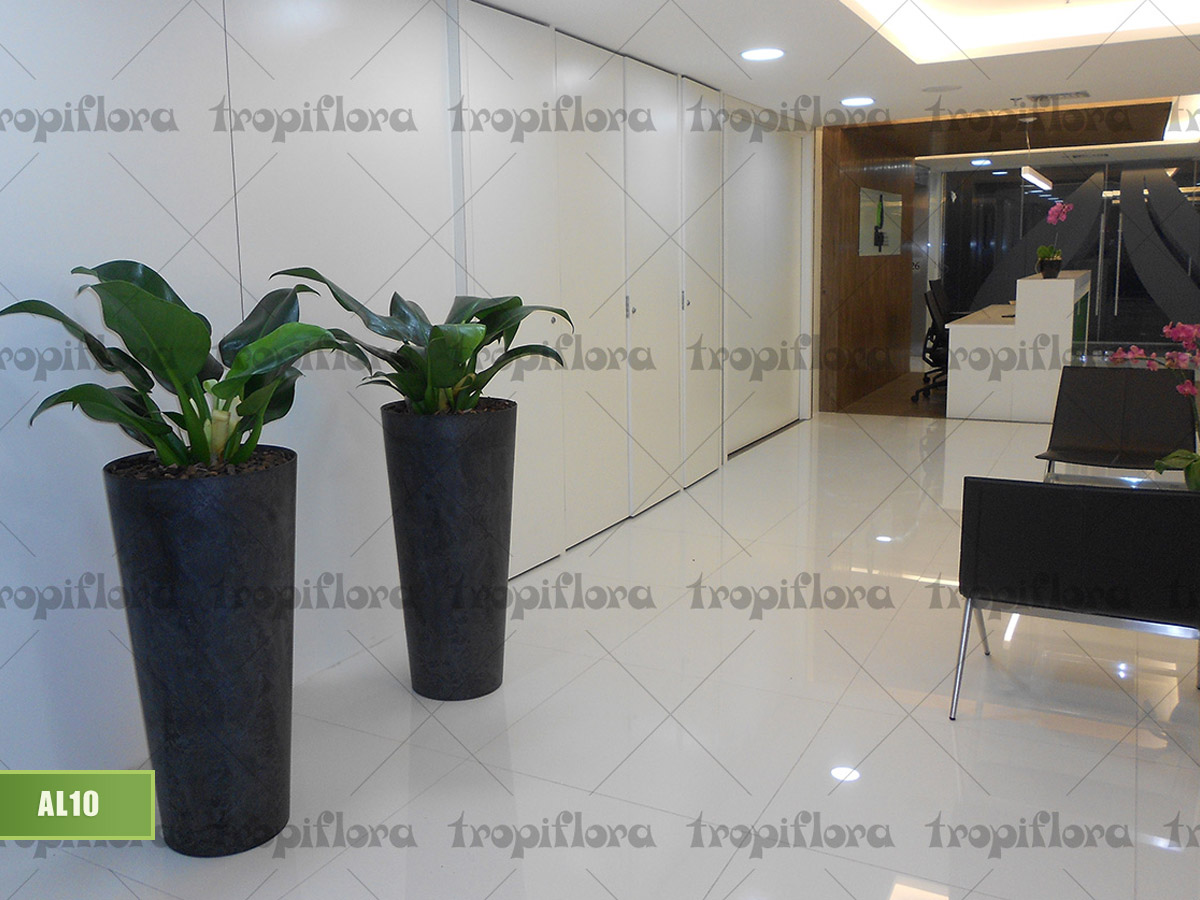 Aluguel de Plantas 11