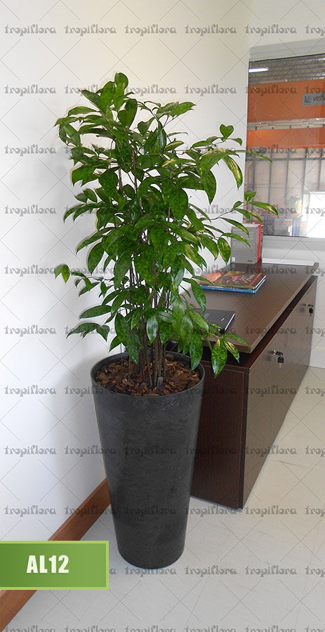 Aluguel de Plantas 13