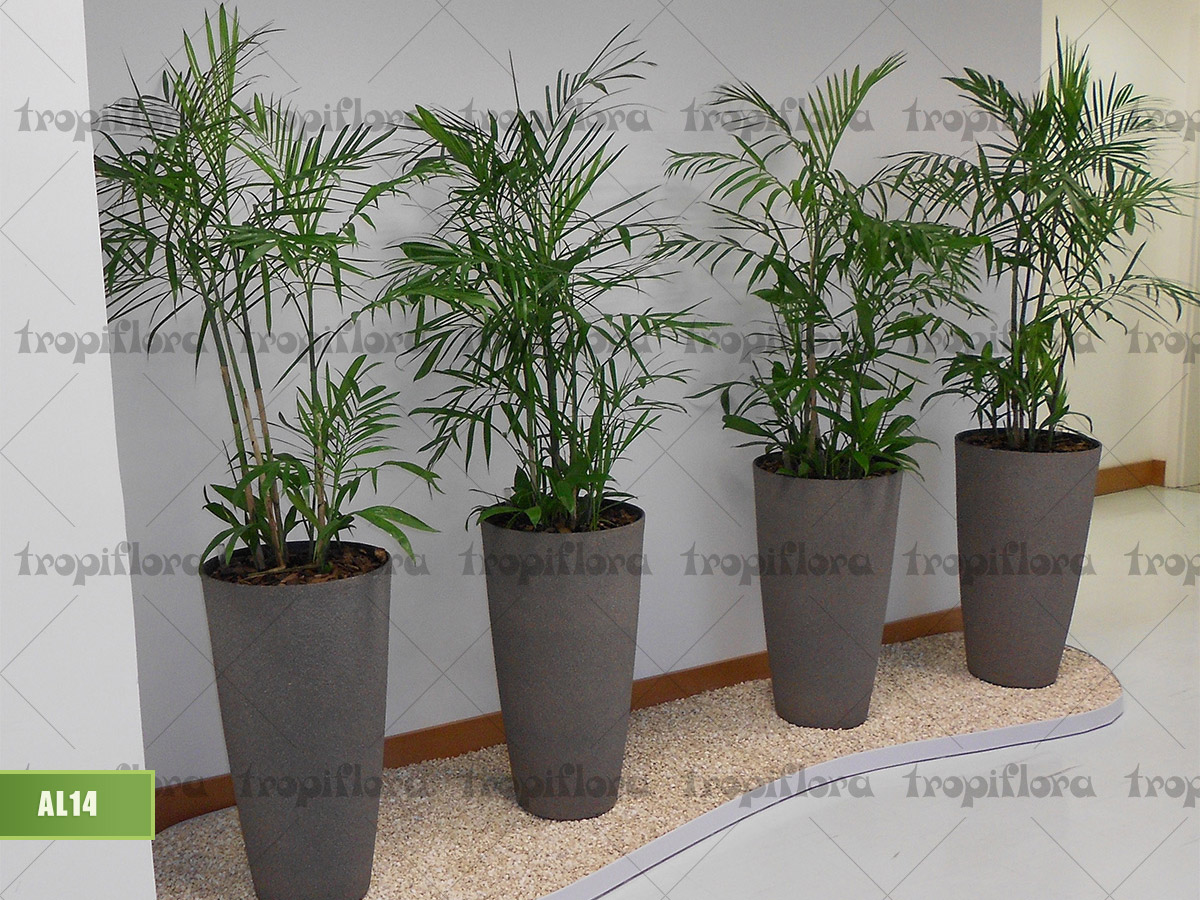 Aluguel de Plantas 15