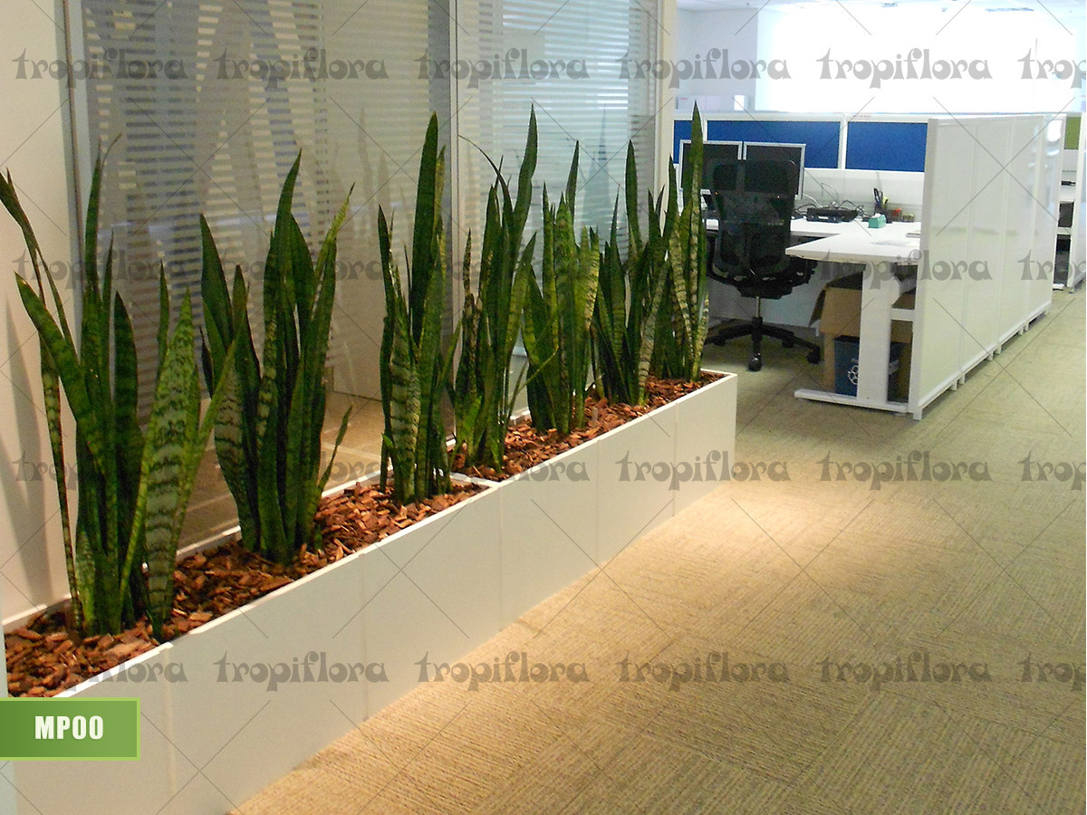 Manutenção de Plantas 1