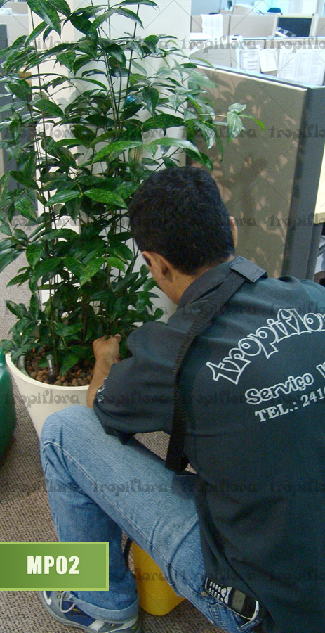 Manutenção de Plantas 3