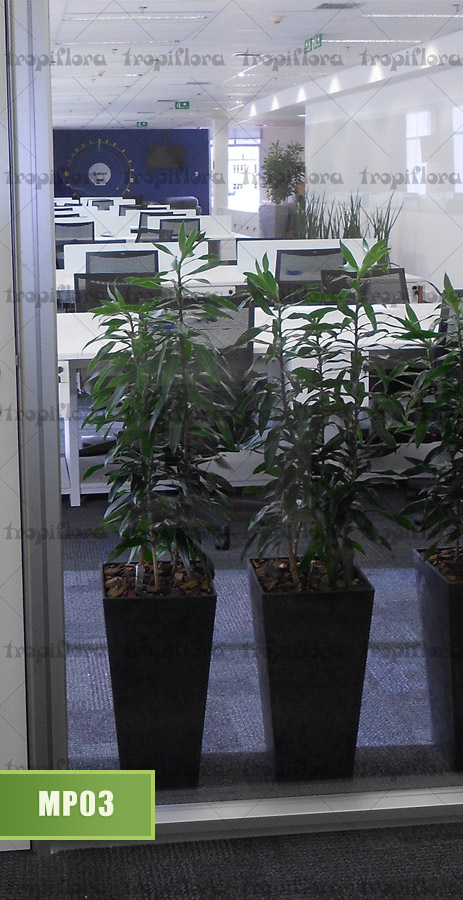 Manutenção de Plantas 4