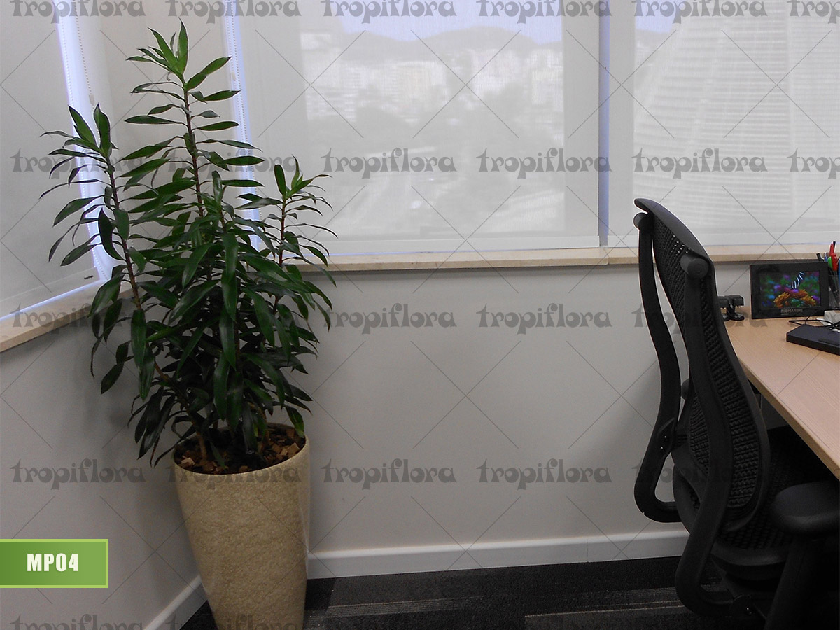 Manutenção de Plantas 5