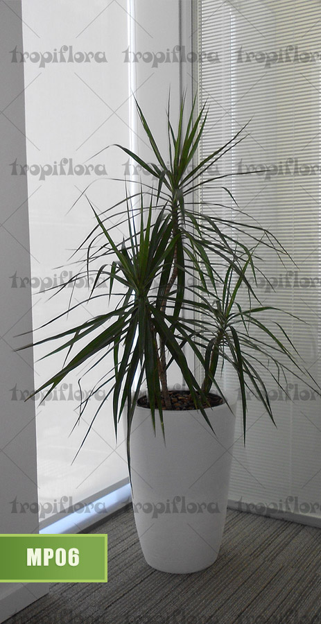 Manutenção de Plantas 7