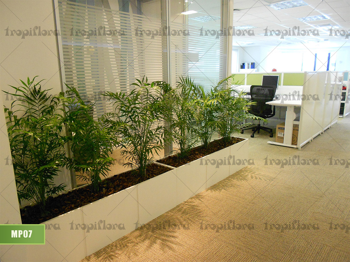 Manutenção de Plantas 8