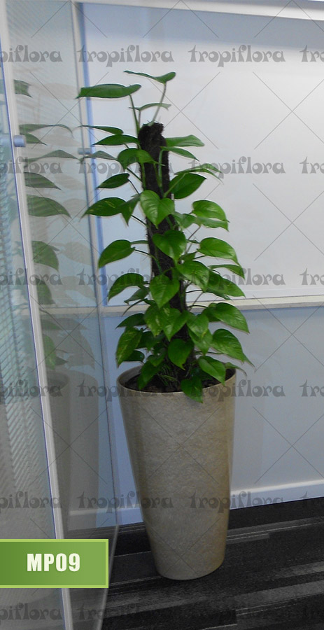 Manutenção de Plantas 10