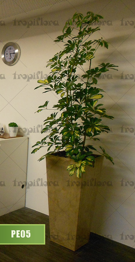 Plantas para Escritórios 6