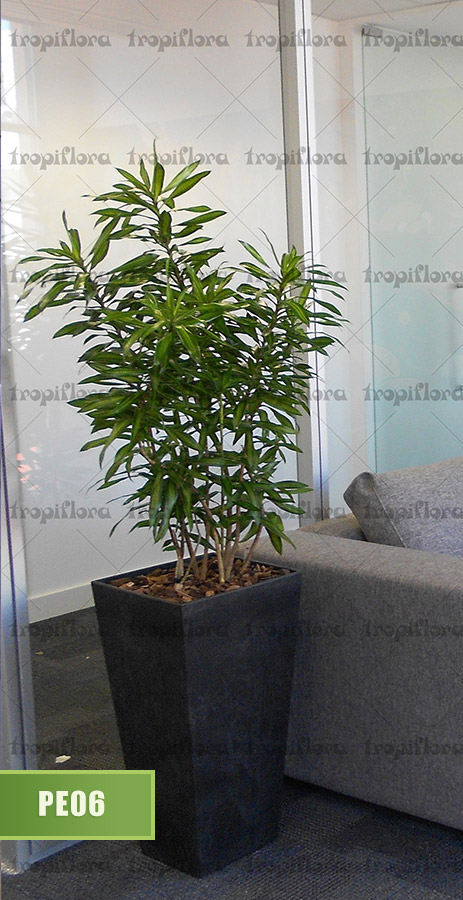 Plantas para Escritórios 7