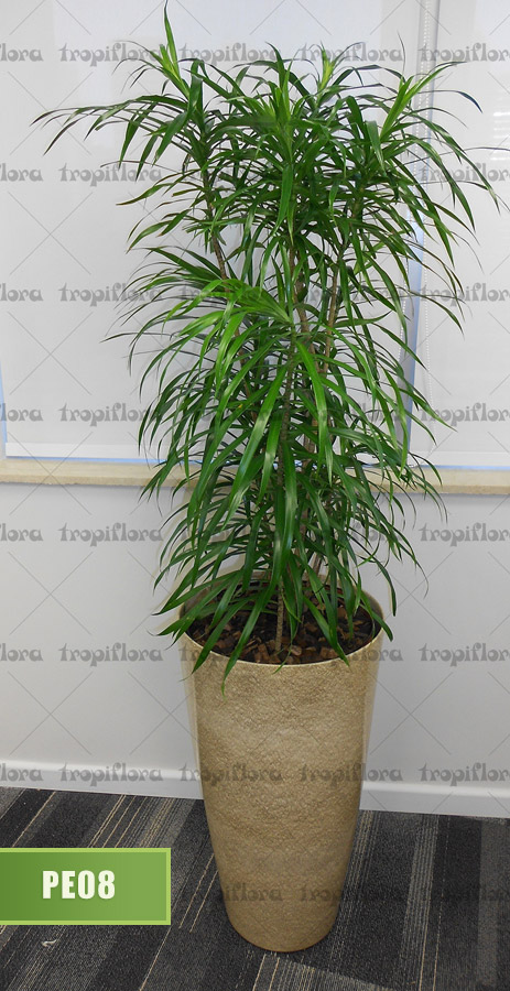 Plantas para Escritórios 9