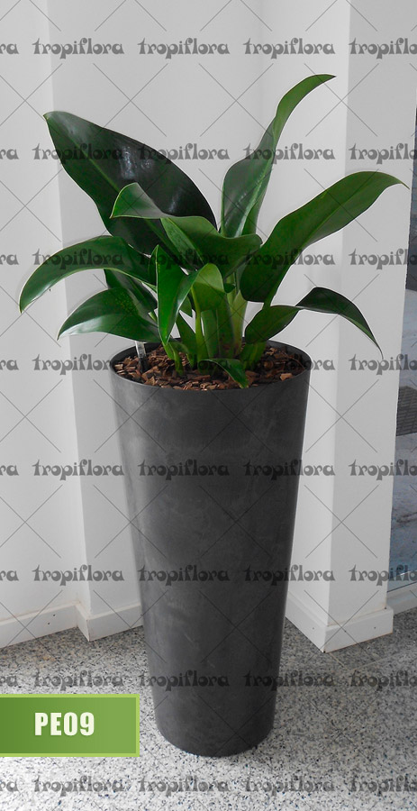 Plantas para Escritórios 10