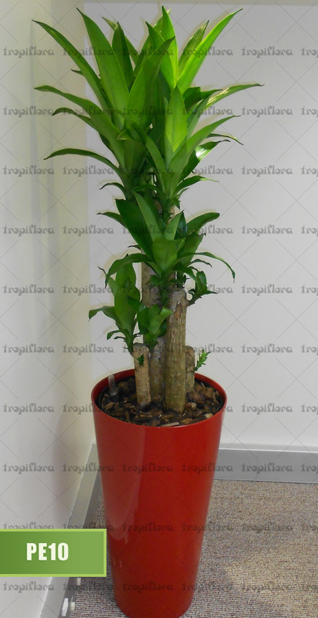 Plantas para Escritórios 11